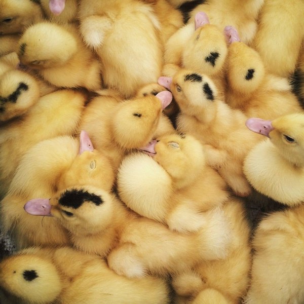 Fuzzies - Milota, Birds, Ducklings, Animals