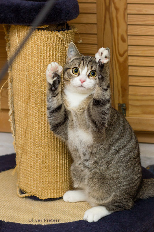 Paws up! - The photo, Animals, Milota, cat