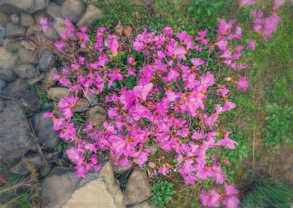 Spring in my garden - My, Spring, Rhododendron, Garden, Bloom