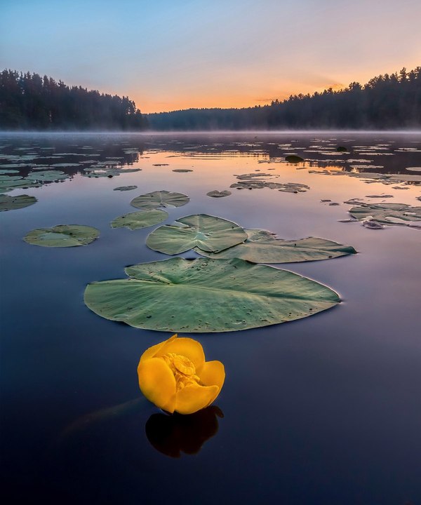 Eggshell on Morozov lakes, Leningrad region - Kubishka, The photo, beauty, 
