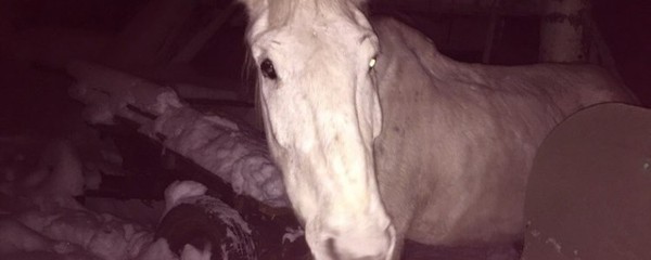 Белая лошадь пугает людей на дорогах Самары