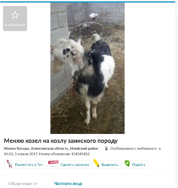 Equal exchange. - Olx, Goat