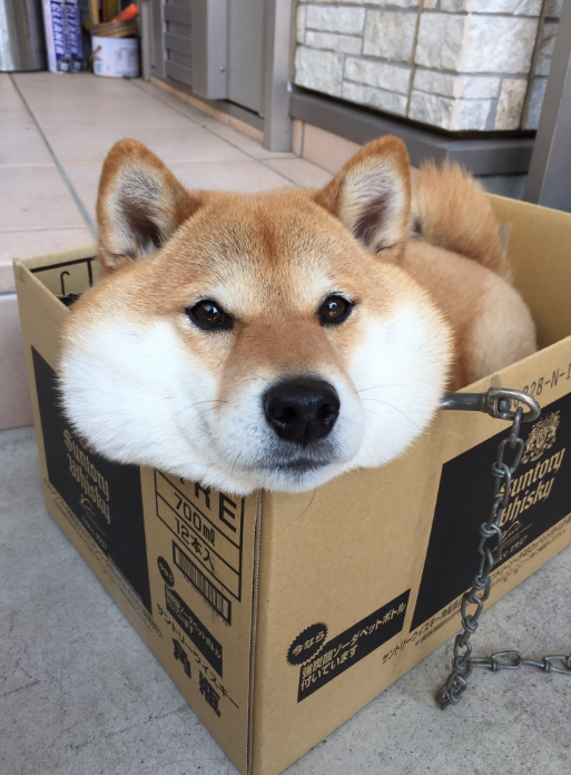 When cheeks adorn - Dog, Cheeks, Fluffy, Box, Beautiful