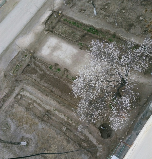 When it's nice to look out the window - My, Spring, Tree, beauty, Apricot, Uzbekistan, View from the window, Longpost