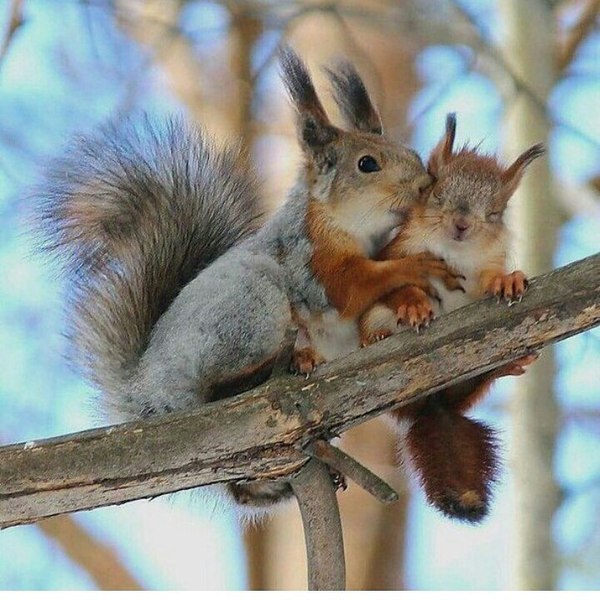 Love ) - Squirrel, Love