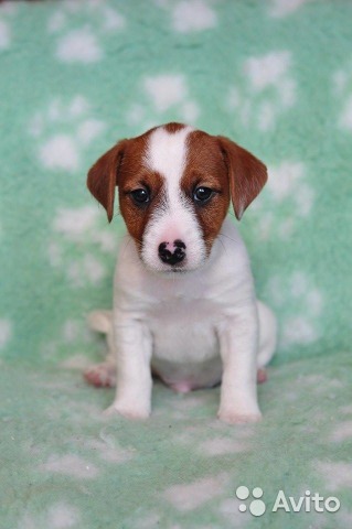 What is the cost of a thoroughbred puppy - My, , Jack Russell Terrier, Puppies, Dog, Breeders, Nursery, Milota, Longpost