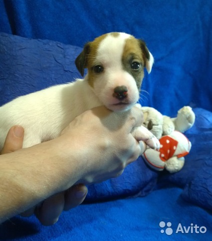 What is the cost of a thoroughbred puppy - My, , Jack Russell Terrier, Puppies, Dog, Breeders, Nursery, Milota, Longpost