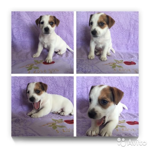 What is the cost of a thoroughbred puppy - My, , Jack Russell Terrier, Puppies, Dog, Breeders, Nursery, Milota, Longpost