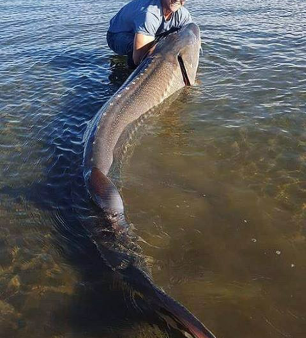 ������� ����