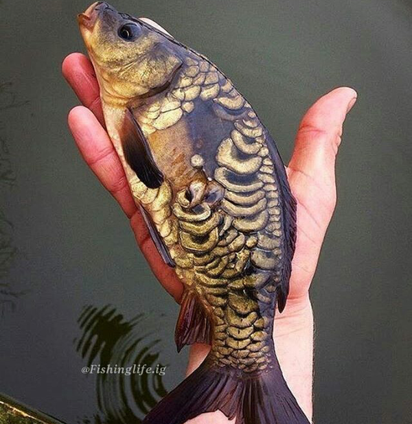 ��������� �����