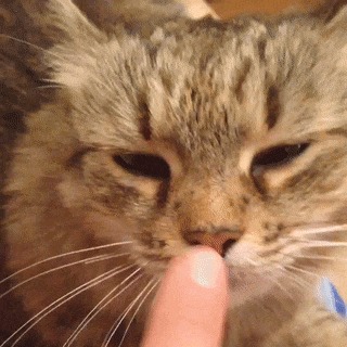Как заставить кошку попробовать палец на вкус Кот, Wtf, Хочется зевать, Гифка