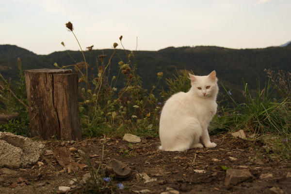 Mountain cat. - My, cat, , The mountains, Krasnodar, Gelendzhik, The photo, Without processing