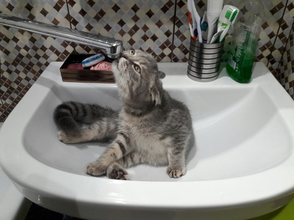 You go to the bathroom at 4 in the morning, turn on the light and here it is))) - My, cat, Morning, Relaxation, , Thirst all