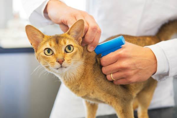 Swedish company microchips its employees - Chipping, Office, news, cat