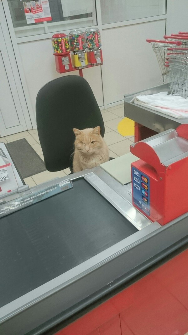 Evil cashier :) - My, Magnet, Cashier, Score, Humor, cat