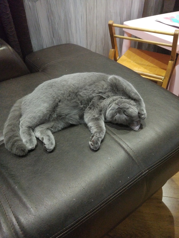 My cat sleeps like this - , My, cat