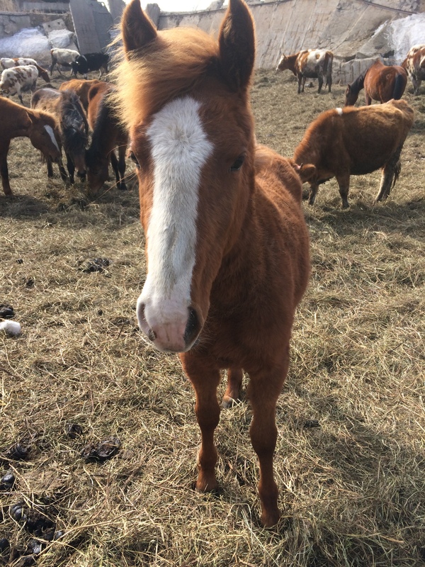 When a foal has better hair than you - My, Foal, Прическа, Handsome men