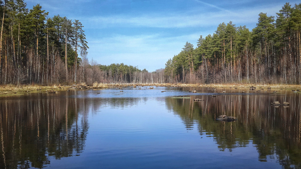 Oryol woodland, Staroye Island - My, Orlovskoye Polesie, , Samsung galaxy s4, Snapseed