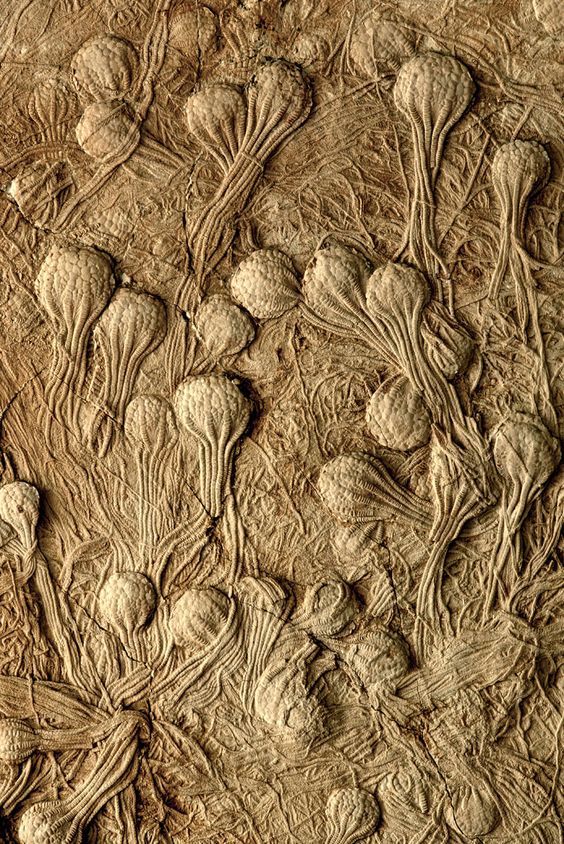 stone lilies - Fossils, Sea lilies, Paleontology, Cretaceous
