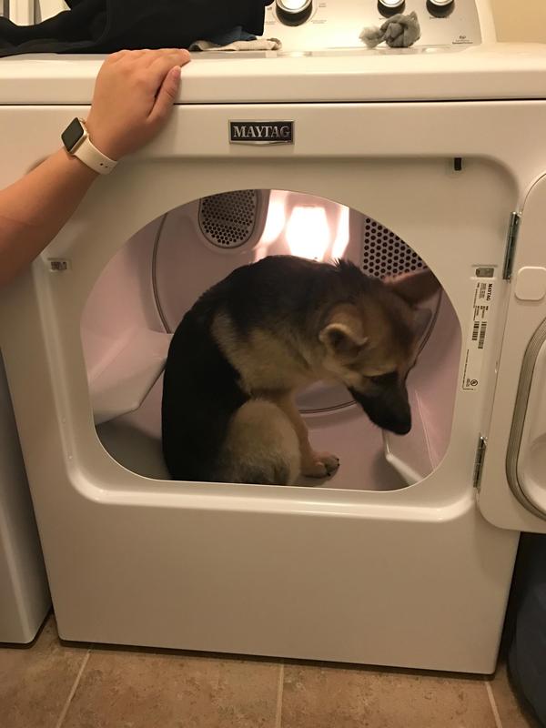 She seems to feel guilty - The photo, Dog, Dryer