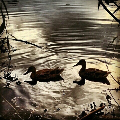 Natasha Ponds. Lyubertsy - My, Duck, The photo, The nature of Russia, Nature, Lyubertsy