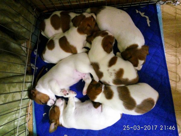 I'm proud of my valentines) - My, Puppies, Longpost, Milota, Jack Russell Terrier, The 14th of February, Moscow, 