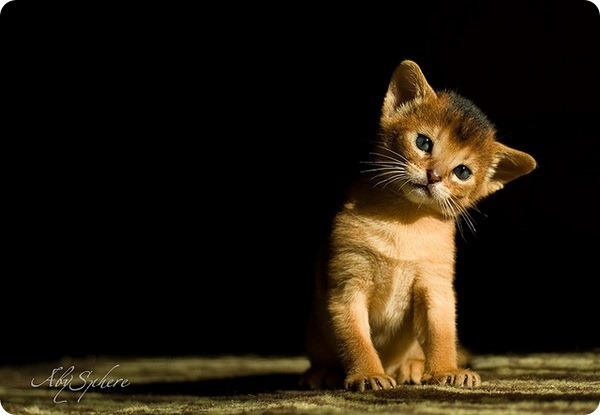 abessiata - cat, Abyssinian cat, A selection, Longpost