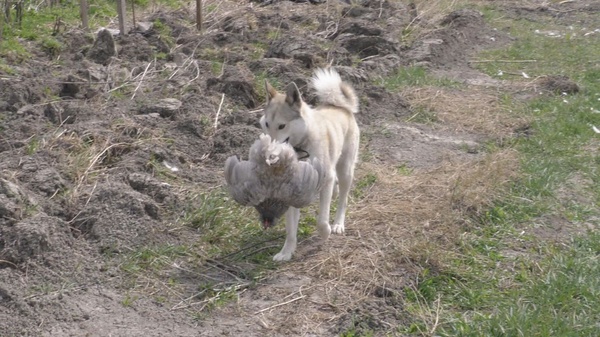 Hunting with a husky - Laika, Dog, Hunting