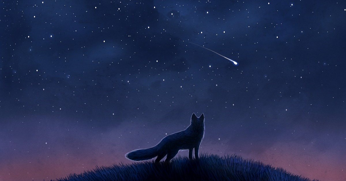 Взрослый зверь падающей. Падающая звезда. Животные и звездное небо. Ночное небо. Лиса и звездное небо.