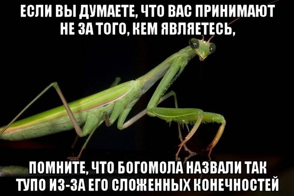 Are you being mistaken for who you really are? - My, Humor, Relationship, Mantis