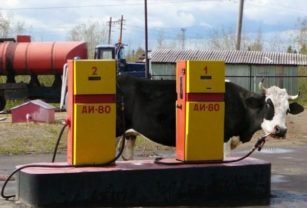 Fill it up, please - Cow, Refueling, Collective farm