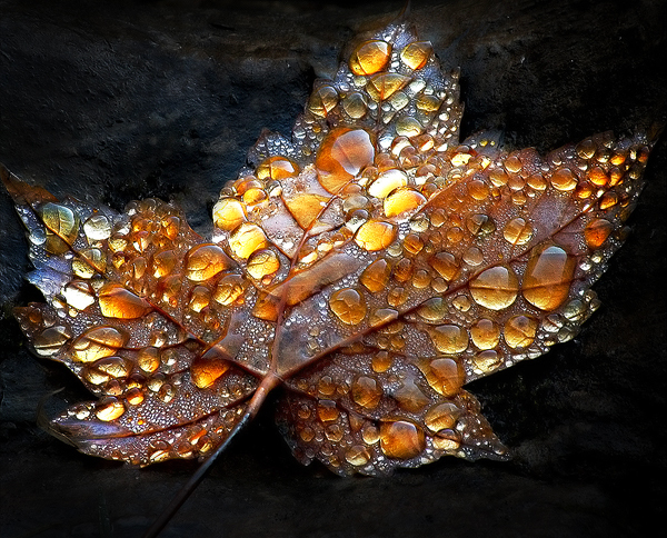 Dew drops post. - The photo, Dew, Drops, Flora, Feathers, Longpost