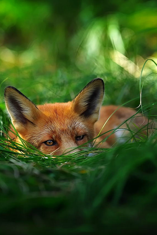 Fur-fur post. - The photo, Fox, Animals, Nature, Longpost