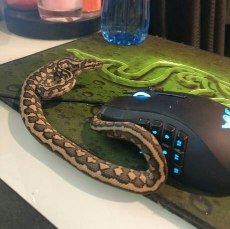 Maybe I'll play later - Snake, PC mouse, Changed my mind