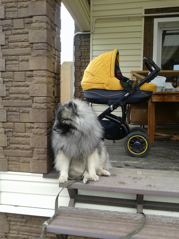 shaggy babysitter - My, Dog, Keeshond, Dacha, , Longpost