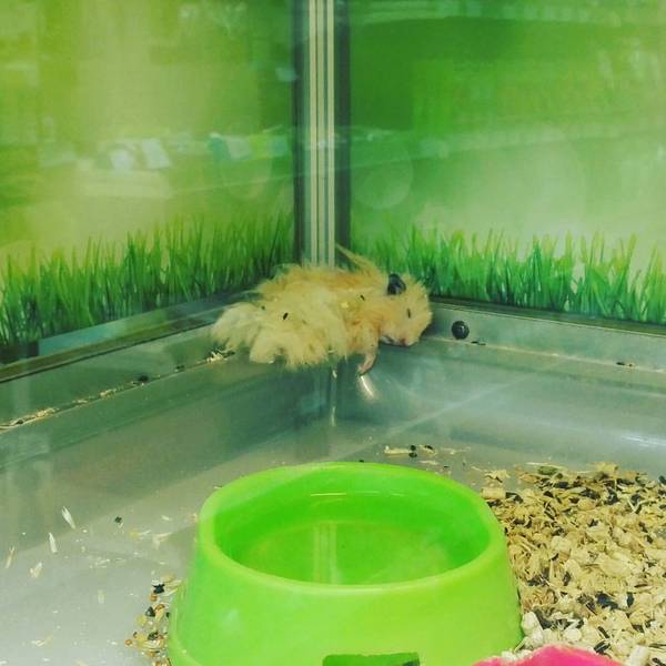 Hamster annealed as best he could, came home in the morning! (hamster alive) - My, Hamster, , Morning, Weekend