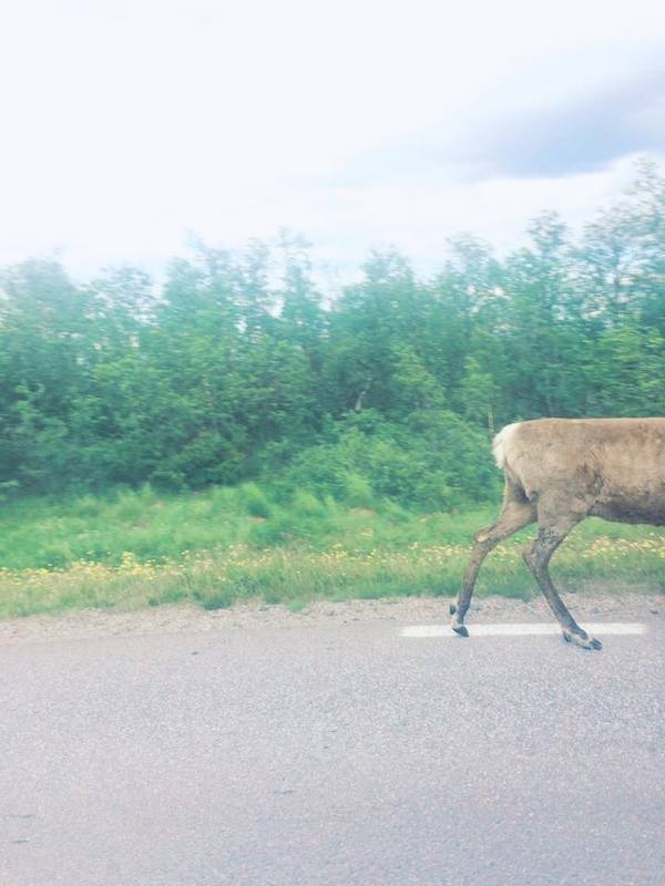 Half deer :) - My, Deer, The photo, Sweden, Deer