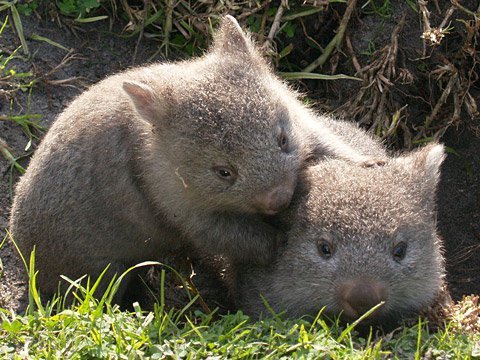 Just two beautiful wombats - Wombats, Milota, Animals, 