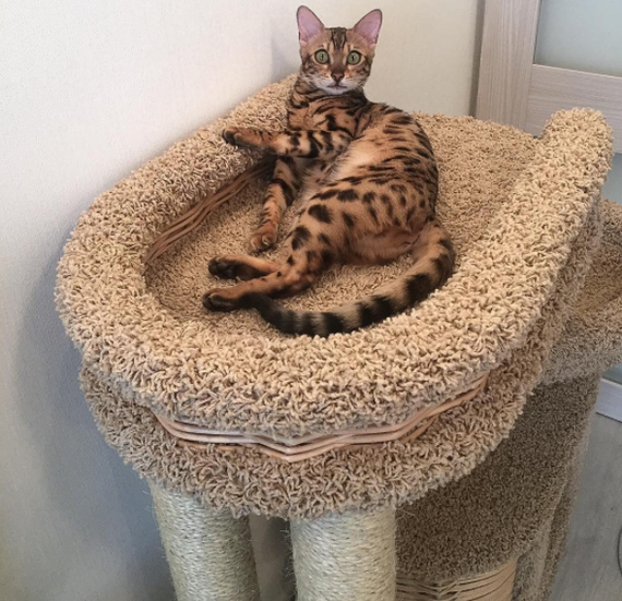 Angel Bengal - котенок с улыбкой - Бенгальский кот, Бенгальская кошка, Бенгал, Angel bengal, Глаза, Длиннопост, Кот