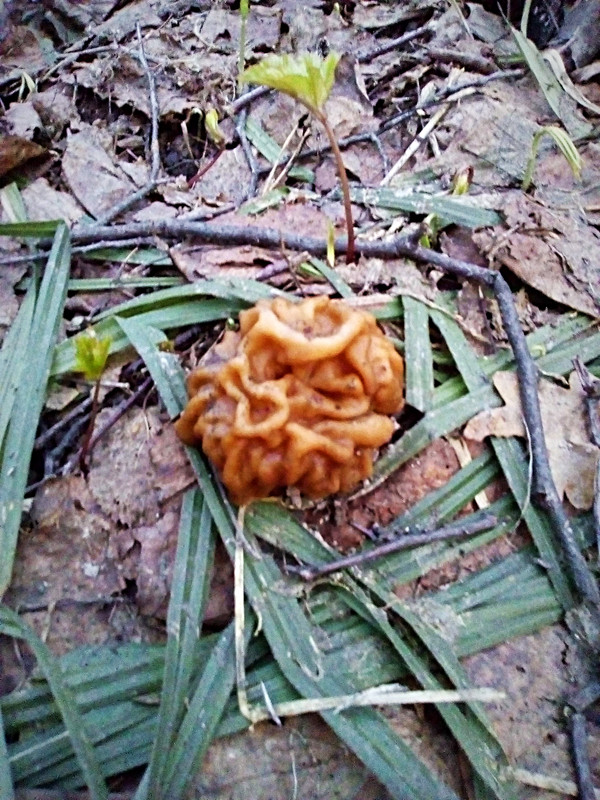 Firstborn!) - My, Mushrooms, Morels, Lines
