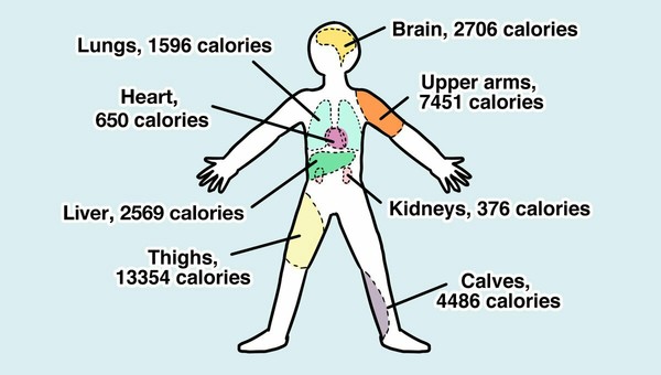 Калорийность человека - Калории, Людоед, Наука
