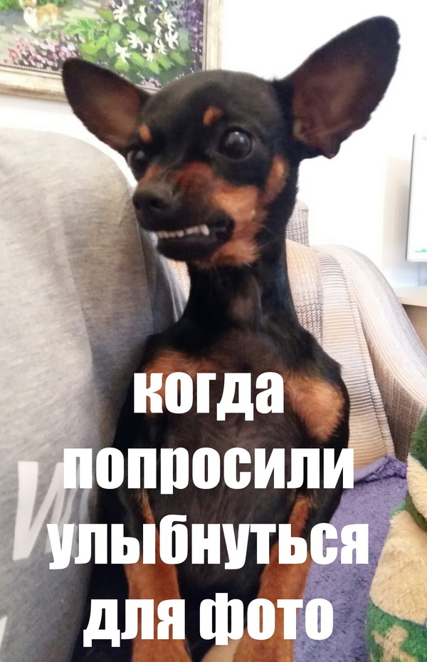 Cool meme-dog from Pyatigorsk, Prague rat - My, Dog, Pyatigorsk, Memes, Humor, New, Prague Pied Piper, Joke, Animals, Longpost
