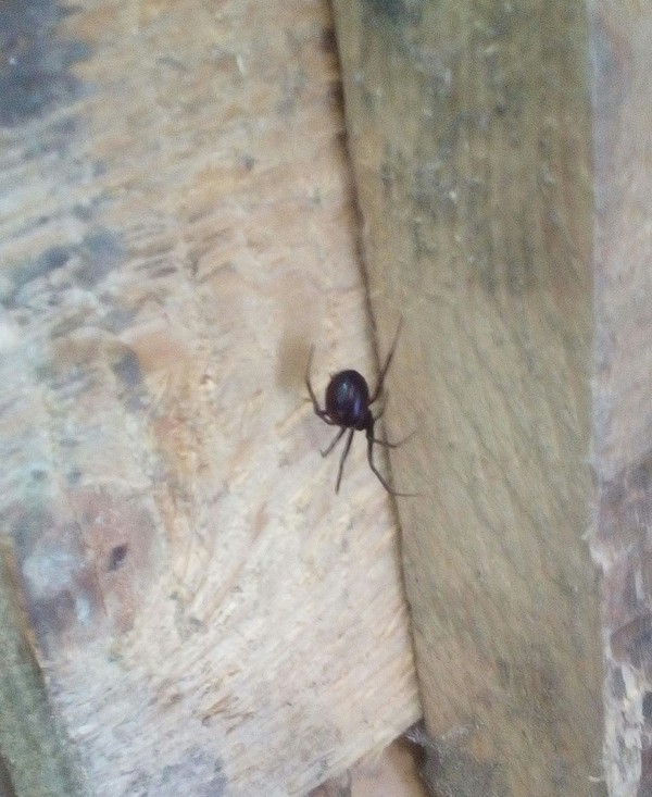 Tell me, what kind of spider is this? - Spider, My, Arachnophobia