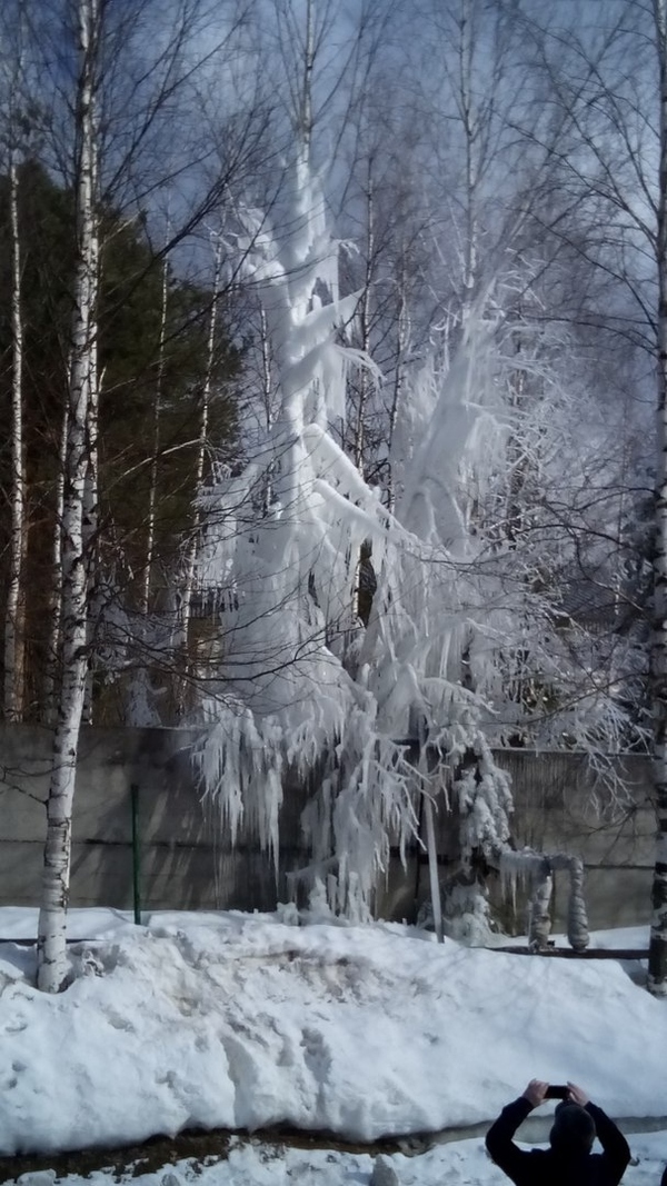 tree walkers - Tree, The photo, Ice