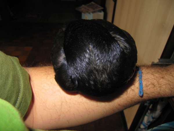 Feather sleeping ball on hand - My, Rook, Birds, Ricky the Rook