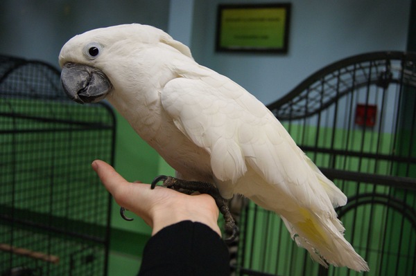 Just a very cute parrot from the local zoo - A parrot, My, Milota, Zoo