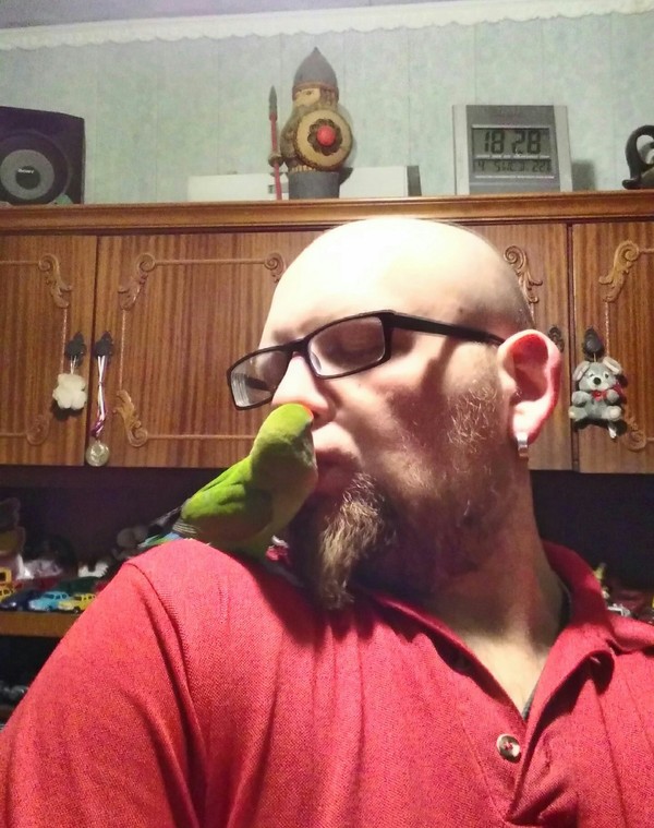 Grigory Ilyich and some bald freak. - My, A parrot, Rose-cheeked lovebird, Kiss