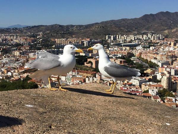 In Spain - Birds, My, Spain, Seagulls