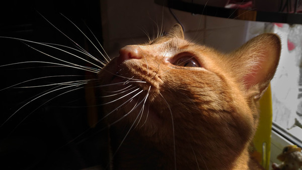 Мой Масян, смотрит на готовку чебуреков)))