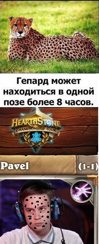 Pavel Hearthstone     2017 Pavel, Hearthstone